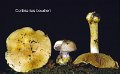 Cortinarius boudieri-amf613